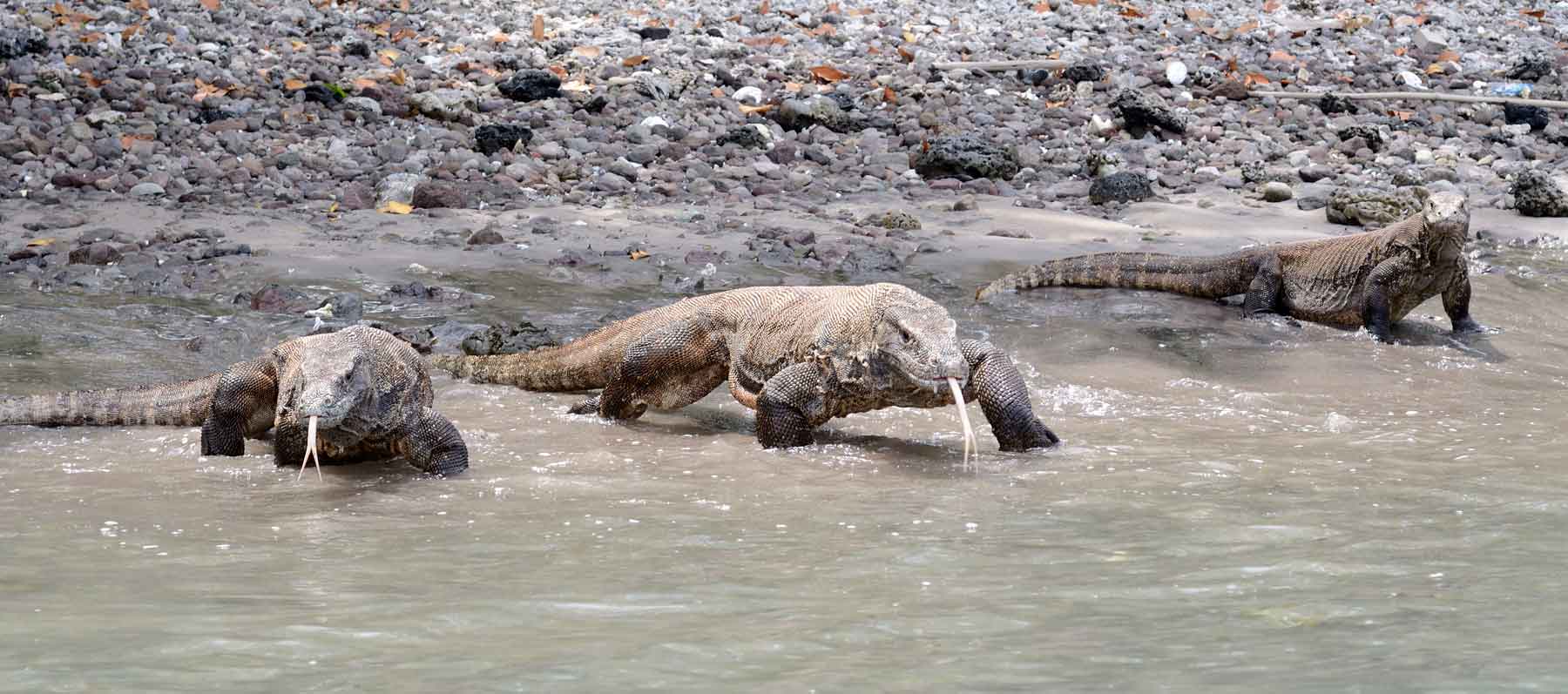 Komodo Dragons on the beach (Ben Jackson)